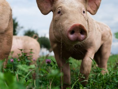 Bachlerhof_weideschwein